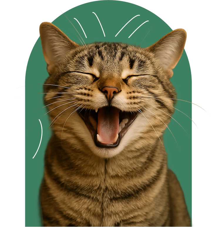 Gatto sano grazie a un piano nutrizionale personalizzato